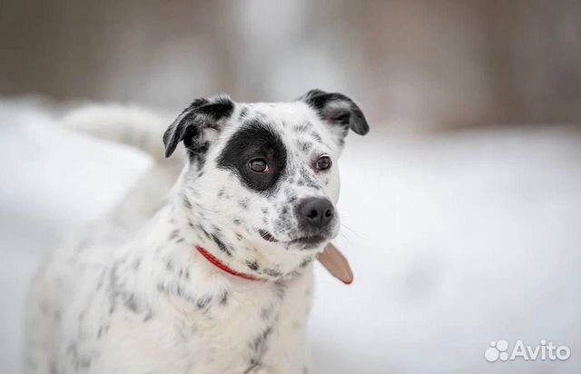 Потрясающая Капля ждёт любящую семью