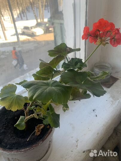 Комнатные цветы герань душистая красная бархатная