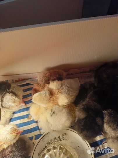 Цыплята несушки петух леггорн долматинец