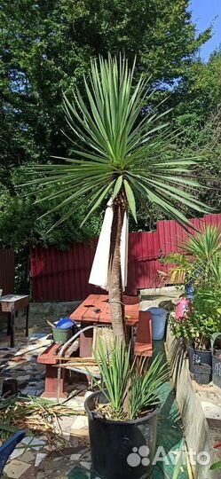 Пальма юкка