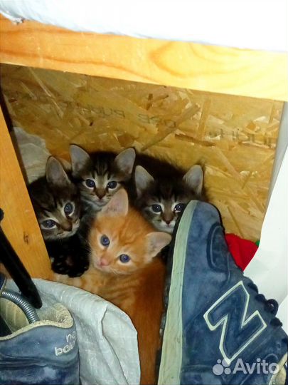 Котята в добрые руки бесплатно