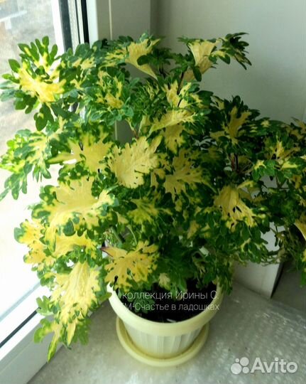 Вегетативные колеусы (черенки)