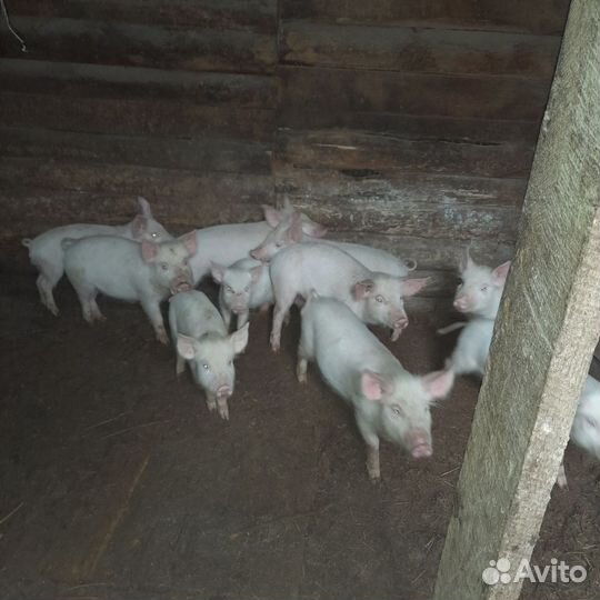 Поросенок ландрас