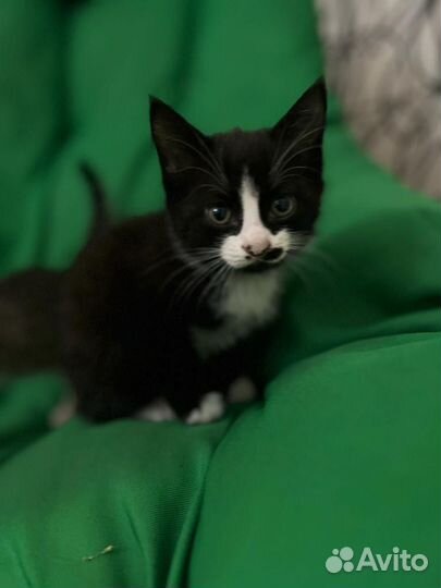 Котенок