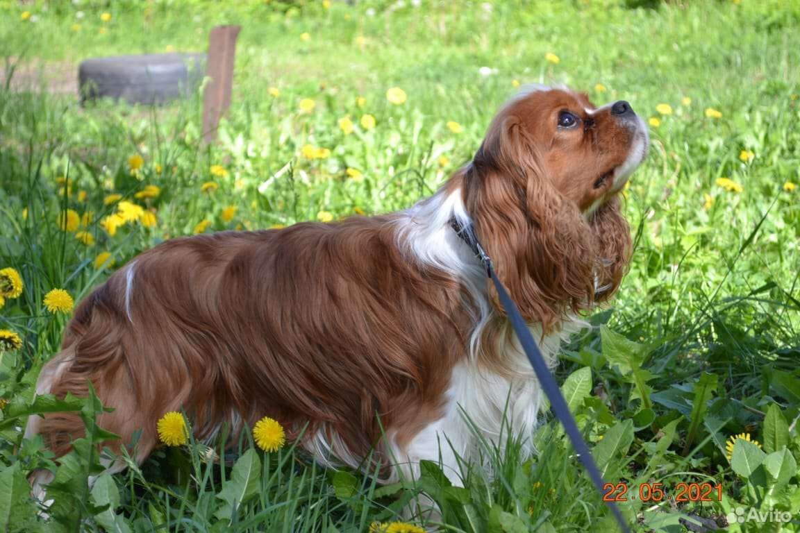 Кавалер вязка. Кавалер-кинг-чарльз-спаниель питомник. Кавалер вязка. Спаривание кавалер кинг чарльз спаниель. Кавалер вязка.