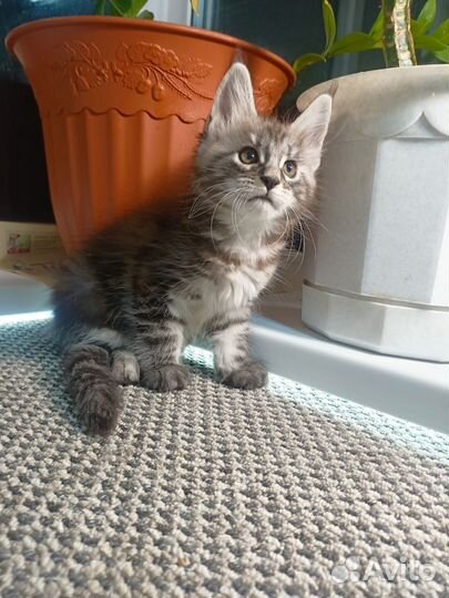 Котята Мейн-кун