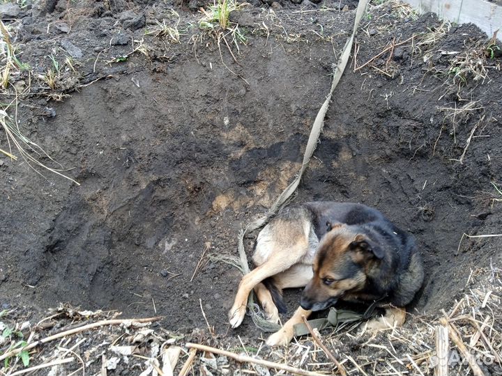 Собака в добрые руки отдам бесплатно