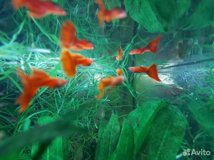 Гуппи Фулл Ред Альбино