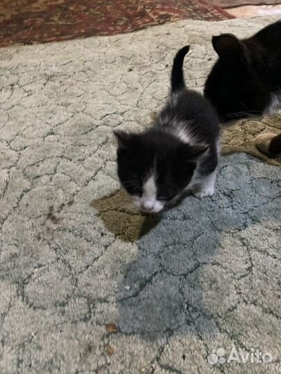 Котята в хорошие заботливые руки