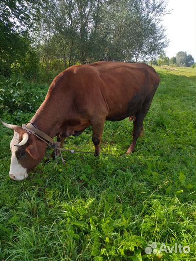 Корова дойная