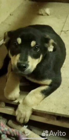 Спасти девочку