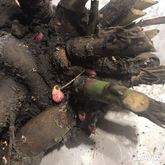 Пион Сара Бернар