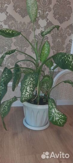 Диффенбахия