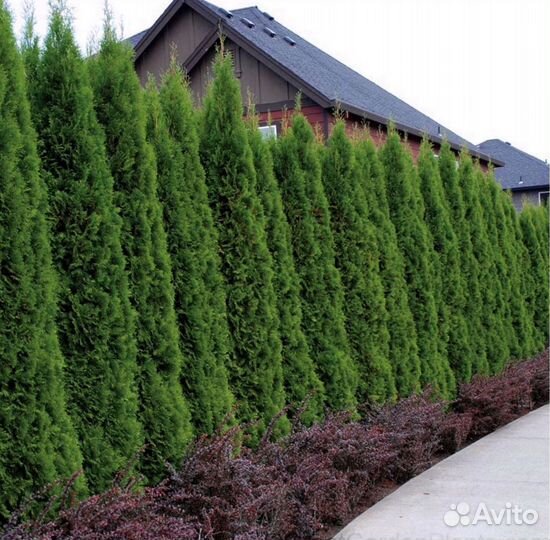 Туи вип класса