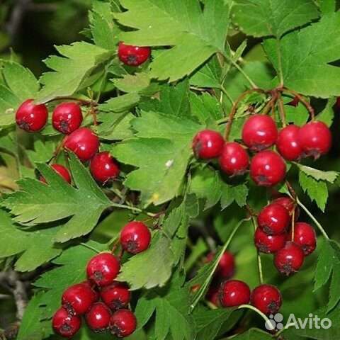 Черноплодная рябина, боярышник, калина