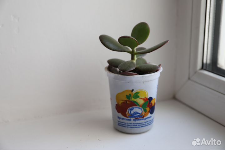 Денежное дерево- талисман богатства и удачи