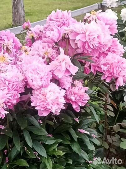 Пионы клубни