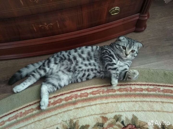 Вязка кота
