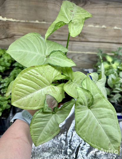 Комнатные цветы