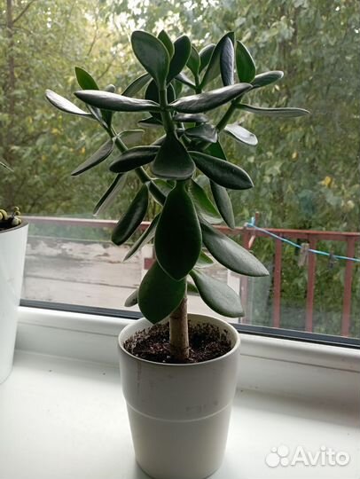 Красула толстянка