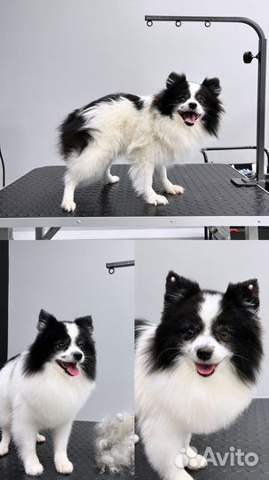 Грумер.Стрижка собак и кошек.Экспресс-линька