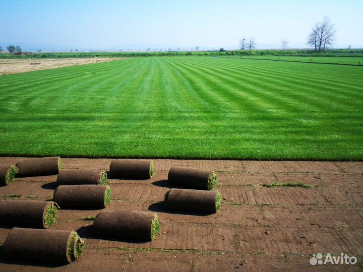 Газон рулонный