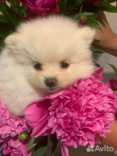 Щенки белого шпица