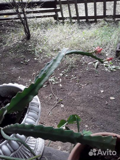 Цереус с бутонами алоказия лекарст. и спатифилум