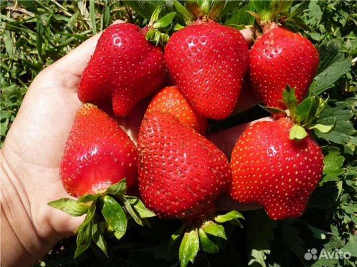 Саженцы клубника ремонтантная Монтарей 5 шт