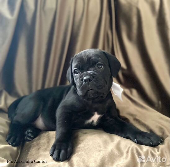 Долгожданный помет чемпионов РКФ