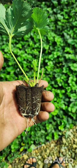 В наличии касетная Расада Клубники Априка,Антея