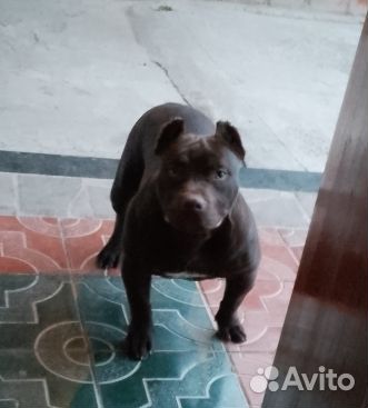 Кобель американского булли вязка, продажа