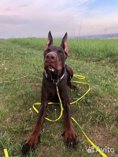 Выгул собак