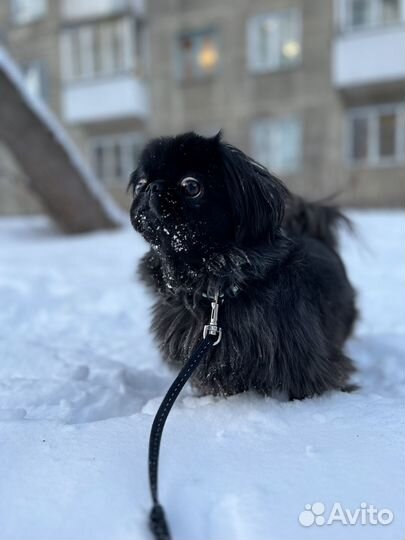 Пекинес