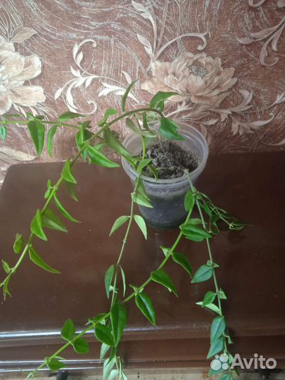 Хойя Белла. Красиво цветущая лиана