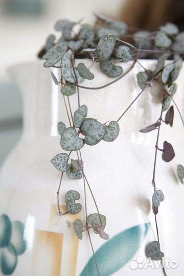 Церопегия Вуда