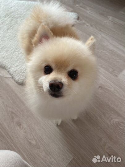 Передержка животных