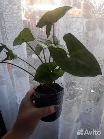 Герань, сингониум,фиалка