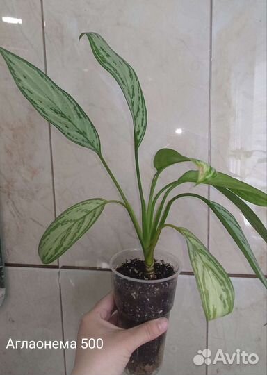 Аглаонема цена на фото