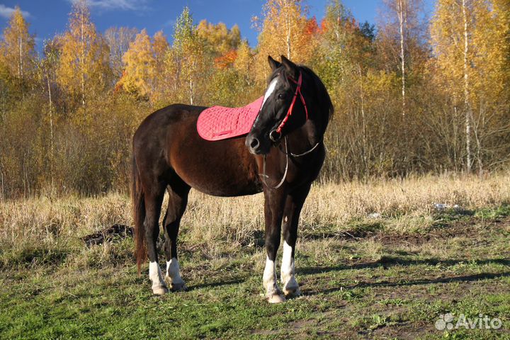 Идеальная лошадь для души и занятий