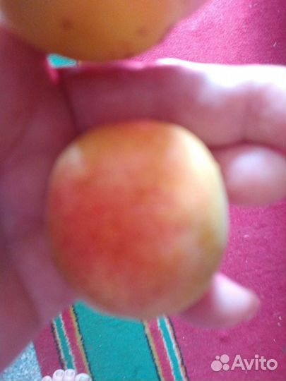 Клубника Абрикос малинаоблепихаслива Айва Виноград