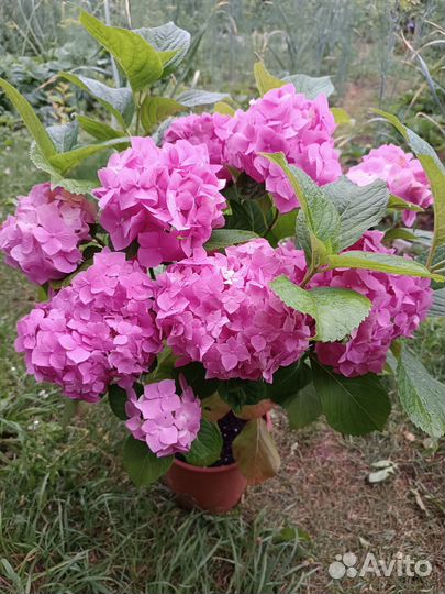 Гортензия крупнолистная цветущая