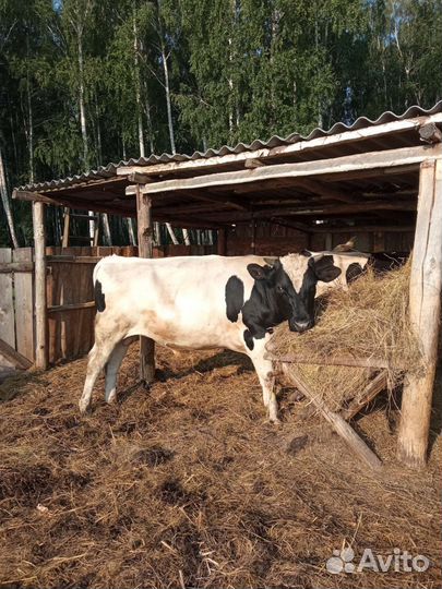 Продам быка