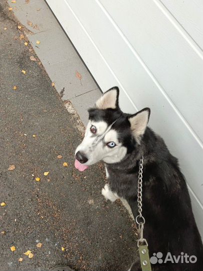 Отдам Хаски