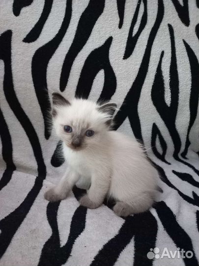 Отдам милую кошечку