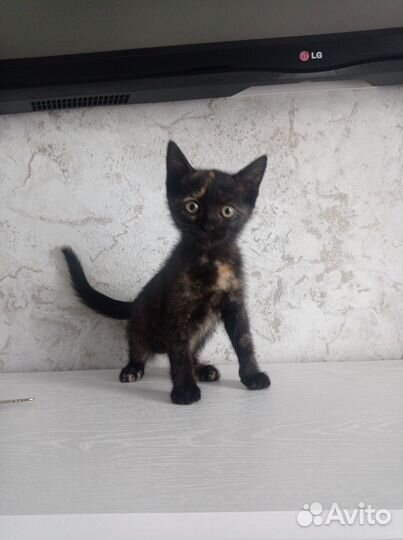 Отдам в добрые руки котят приучены к лотку