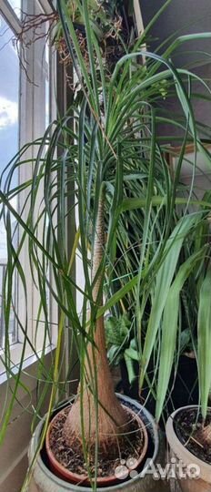 Драцена,нолина,сансевиерия,ванды
