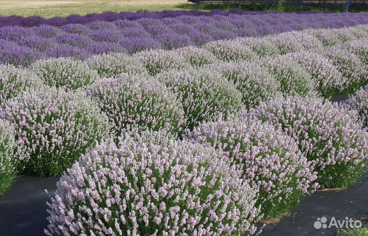 Лаванда разных сортов (предзаказ)
