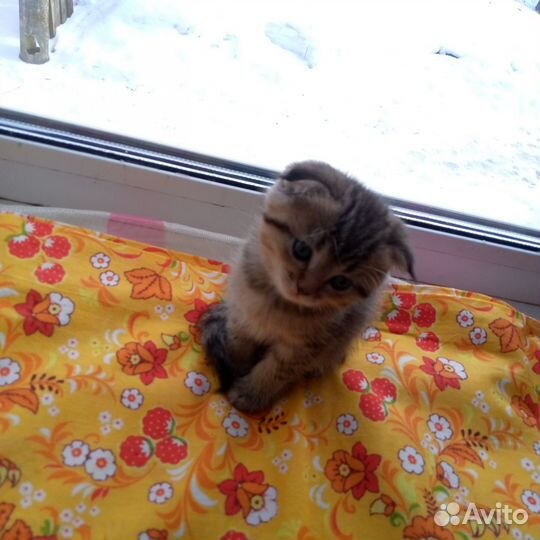 Шотландские котята
