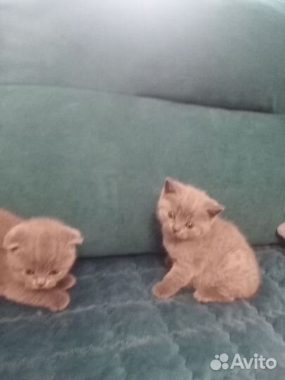 Плюшевые котята